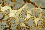 Polished Septarian Slab - Utah #378508-1
